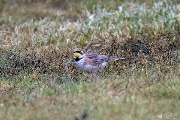 Shore lark