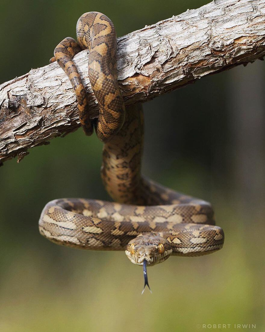 Incredible Pictures By 14-Year Old Robert Irwin, Son Of Steve Irwin And Award-Winning Photographer