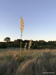 Dune flowers