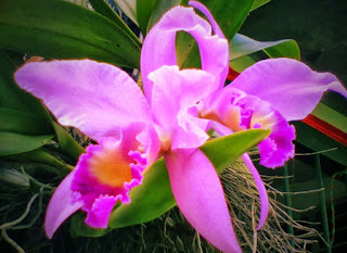 Cattleya Orchid Flower And Its Origin