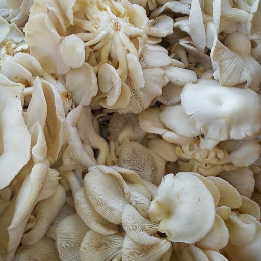 Mushroom Supplier Company in Kochi | Mushroom Supplier Company in India | Biobritte Agro Solutions Private Limited