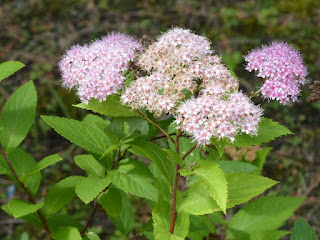 Spiraea nervosa var. angustifolia