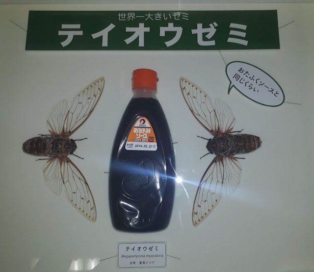 Insect Museum at Minoo Park