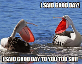 30 Funny animal captions - part 18 (30 pics), i said good day, funny bird meme