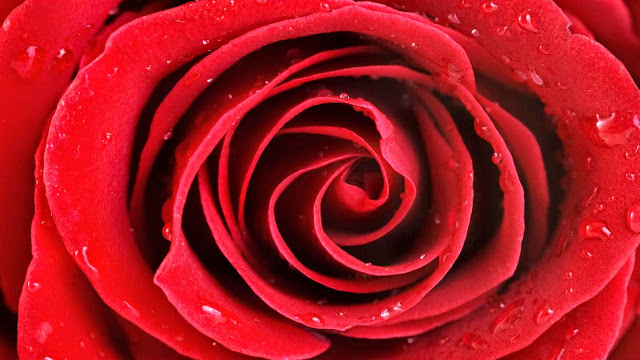 pictures of red rose