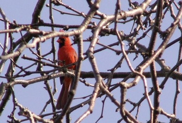 cardinal - Copy [640x480]