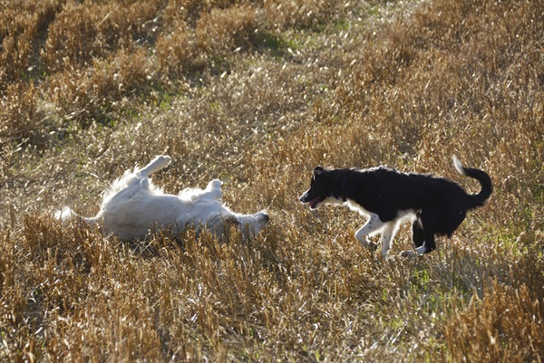 Border collie golden retriever