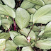 Calathea Silver Plate