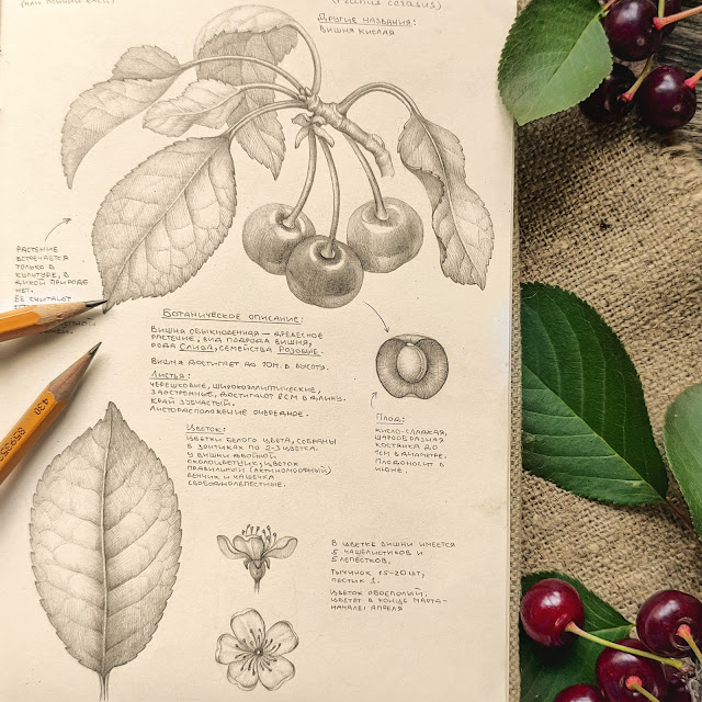 Vishnya kislaya, Prunus cerasus: botanical pencil sketch, floral art, sketchbook collection, botanical illustration