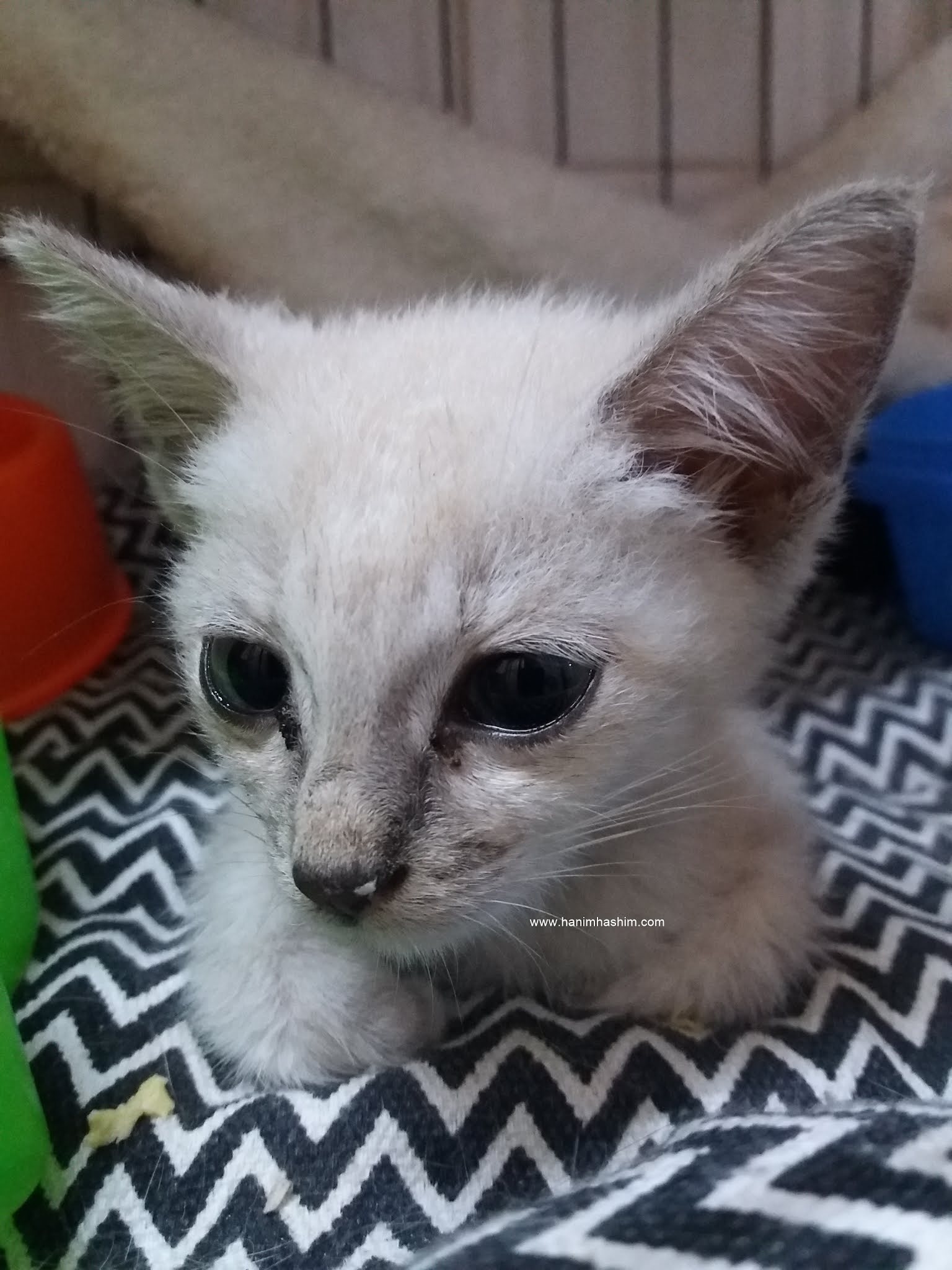 Mochi - Budak Flat 92