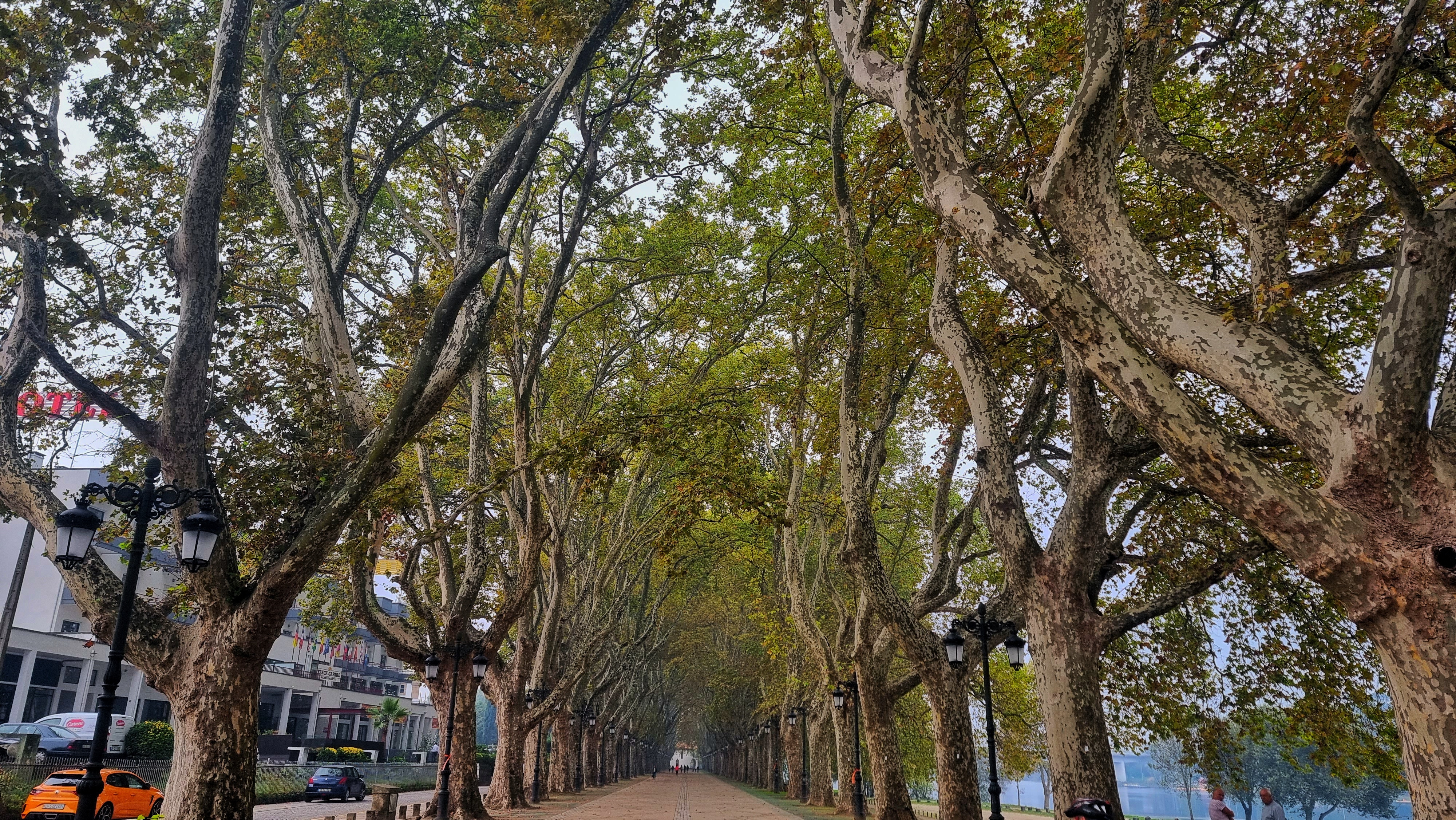 Avenida dos platanos ponte de lima