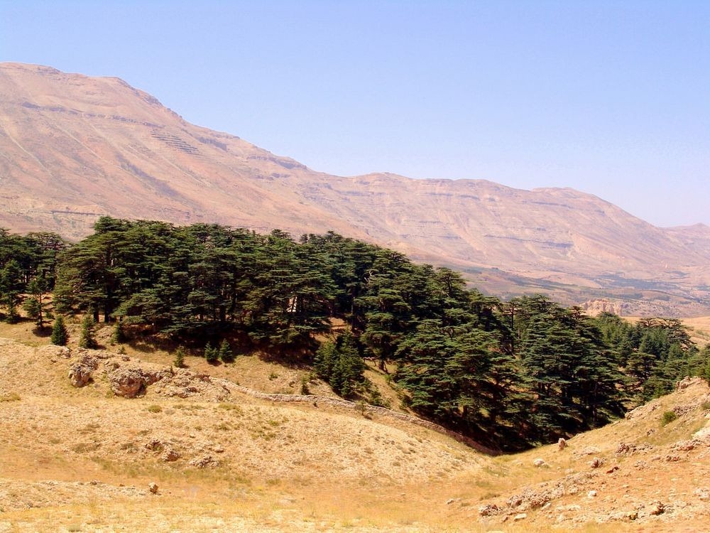 cedars-lebanon-2