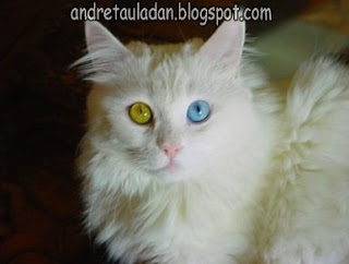 heterochromia animal