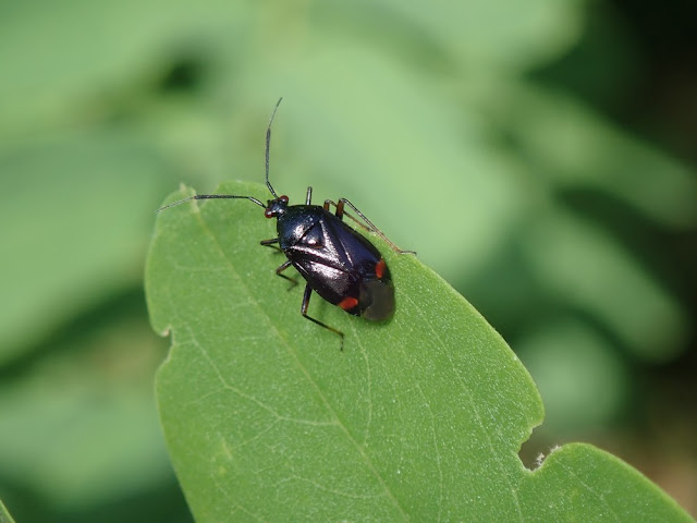 Deraeocoris ruber