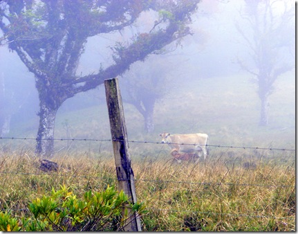 2010_1230caballoyperro0056