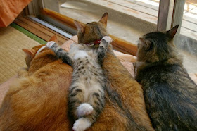 Funny cats - part 82 (40 pics + 10 gifs), cat photo, kitten sleeps on cats