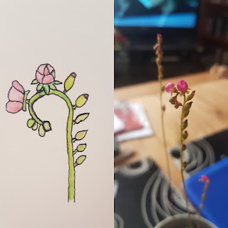 Left hand side is a hand drawn watercolour and pen image of a long stem that curls at the top with little buds on the stem and two small pink flowers. The right hand side is a photo of the plant with a blurry background.
