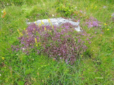 wild thyme, ladies' bedstraw