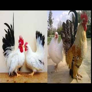 Cara Menjadi Ternak Ayam Kate Yang Baik