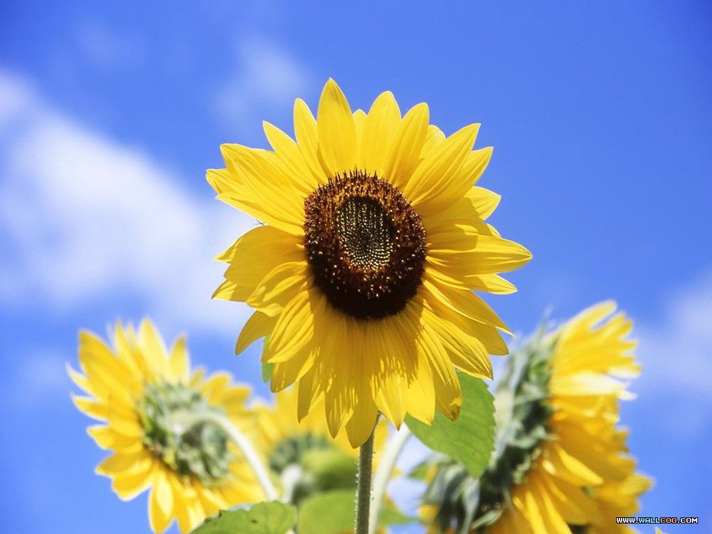 Sunflower Flower Wallpaper