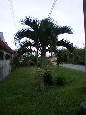 我种的棕榈树
