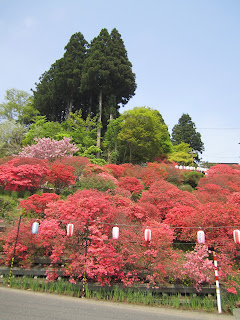 2015 Tennou Azalea Festival Shichinohe Town 平成27年天王つつじまつり　七戸町