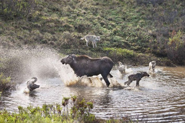 Madre alce lucha contra lobos para defender a su cría