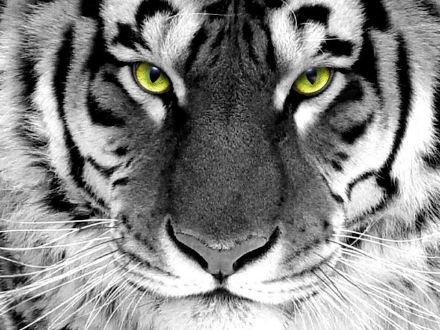 White Tiger Face Wallpaper HD