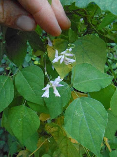 Amphicarpaea bracteata aerial chasmogamous flowers