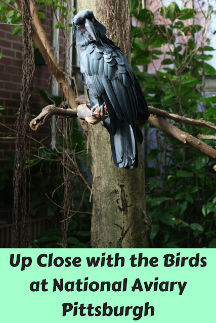 Up Close with the Birds at National Aviary Pittsburgh