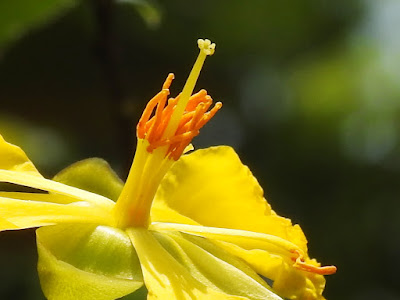 桂葉黃梅的花