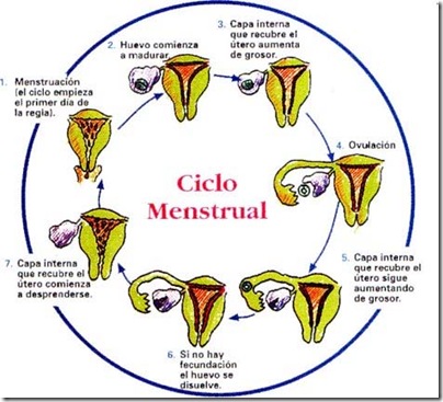 estar embarazada y menstruacion