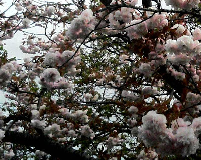 八重桜