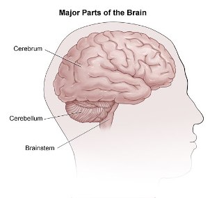 How The Brain Works6