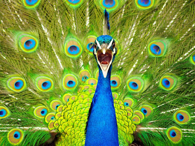 Peacock pictures