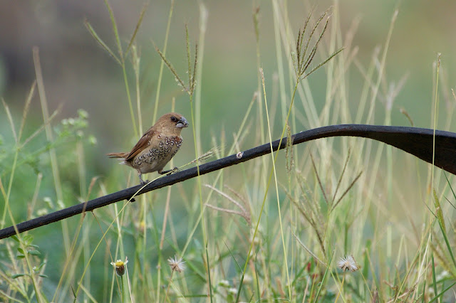 Scaly-breasted Munia (Lonchura punctulata) तेलिया मुनिया, टिपकेवाली मुनिया Sanjivini Nagar, Jabalpur, India