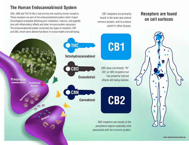 Why full spectrum cbd is great by barbies beauty bits