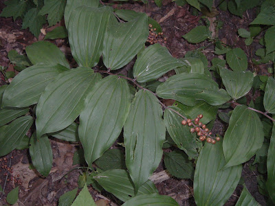 [Photo: Maianthemum racemosum with unripe fruit.]