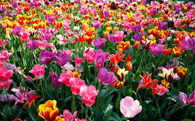 Festa primavera