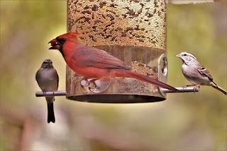 Bird Feeder -- And A cardinal