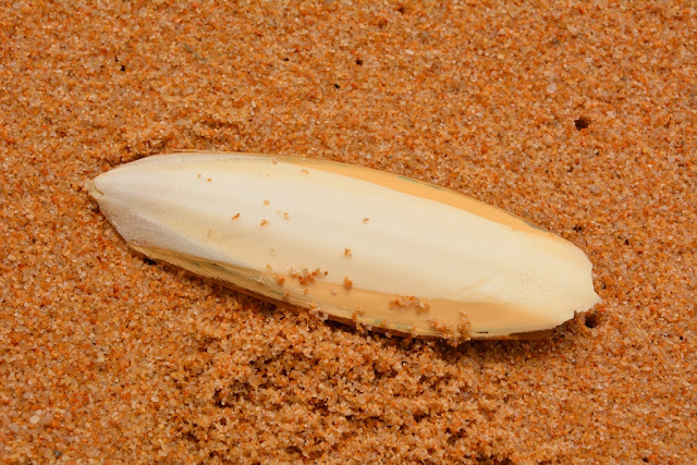 Mai Khao Beach sand