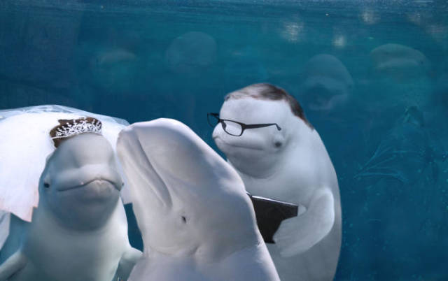 
When Beluga Whale Is The Most Important Thing At Your Wedding (26 pics).