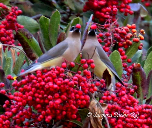 Cedar Waxwing