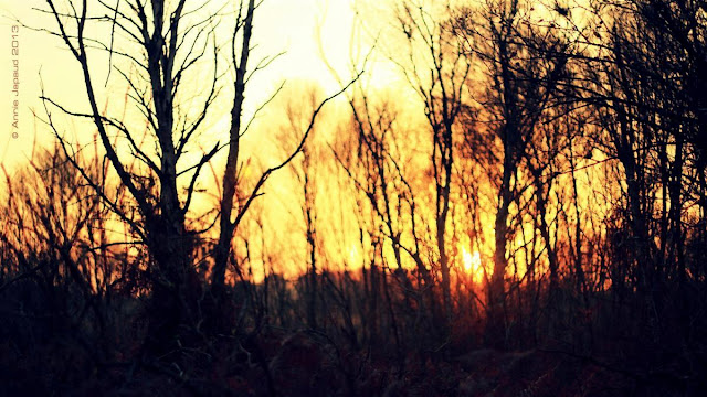 naked trees at sunrise, sun flare between the branches