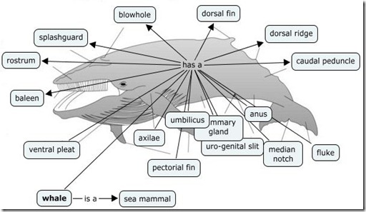 KM - example 3 whale