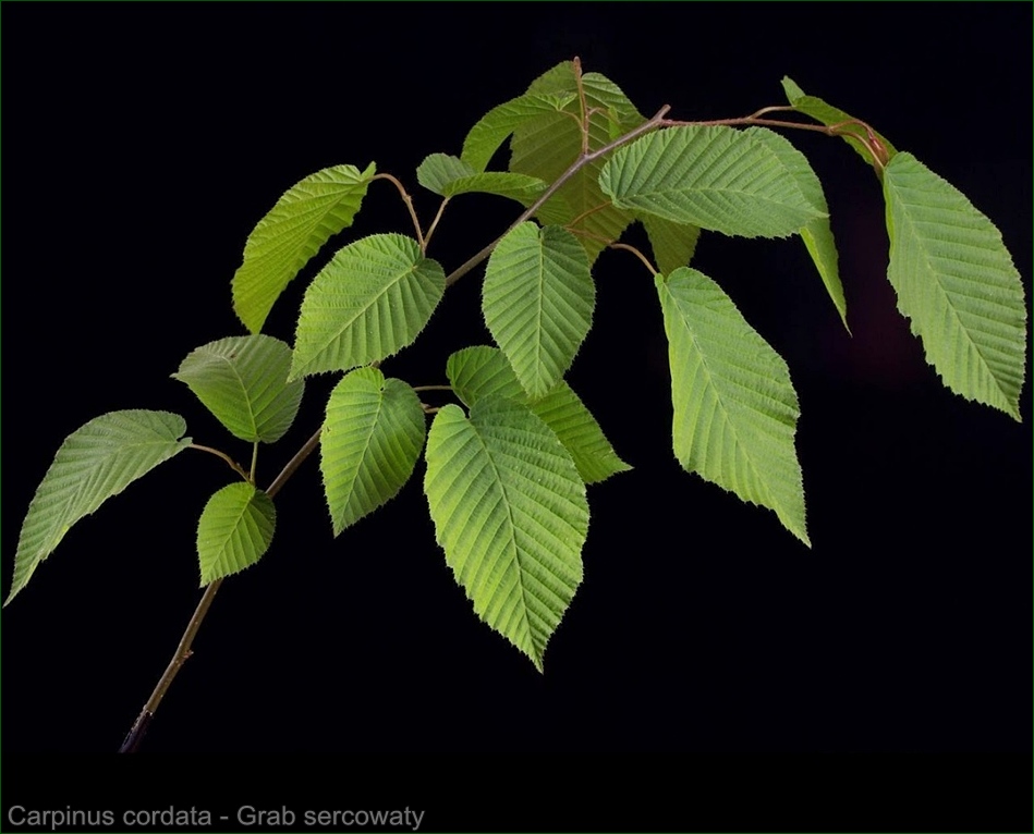 Carpinus cordata - Grab sercowaty