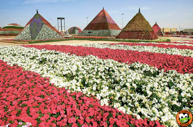 Dubai Miracle Garden, Taman Bunga Terbesar Di Dunia