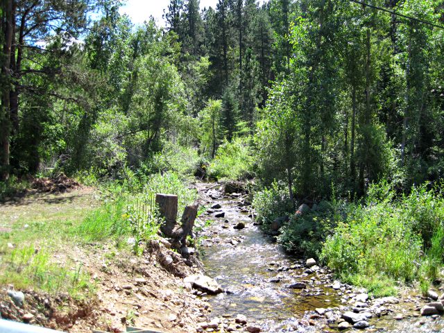 stream through pine trees