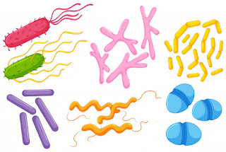 podział bakterii