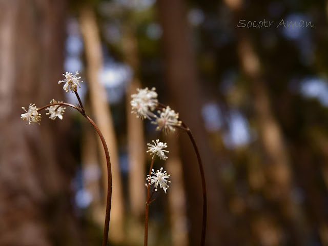 Coptis japonica